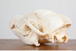 Skull III